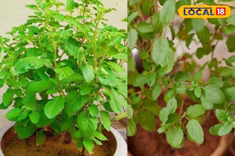 Meerut, Ayurveda, Long, Ginger, Garlic, Cinnamon, Uses, Disease, Relief, Local-18, Meerut, Ayurveda, Clove, Ginger, Garlic, Cinnamon, Use, Disease, Relief, Local-18