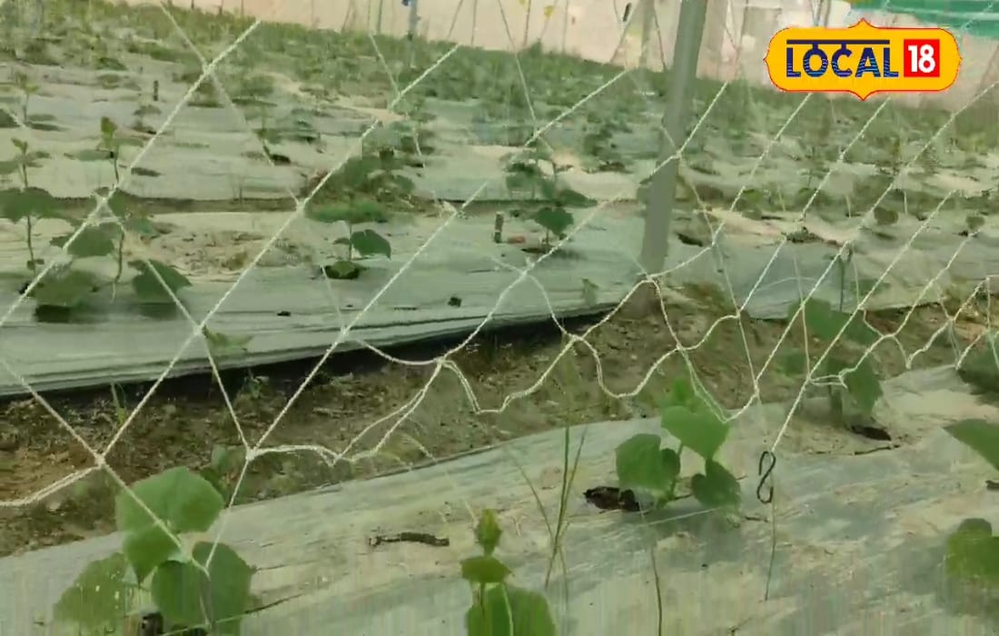 35 हजार की नौकरी छोड़, इस किसान ने नई तकनीक से की खेती, हर महीने हो रही MNC...