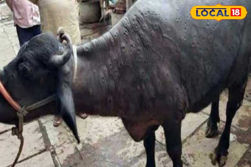 लम्पी वायरस, लम्पी वायरस स्किन डिजीज, लम्पी वायरस के लक्षण, लम्पी वायरस का टीकाकरण, लम्पी वायरस का इलाज लम्पी वायरस, लम्पी वायरस स्किन डिजीज, लम्पी वायरस के लक्षण, लम्पी वायरस का टीकाकरण, लम्पी वायरस का इलाज