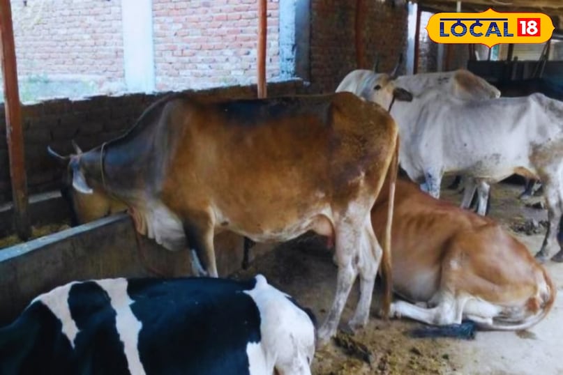 लम्पी वायरस, लम्पी वायरस स्किन डिजीज, लम्पी वायरस के लक्षण, लम्पी वायरस का टीकाकरण, लम्पी वायरस का इलाज लम्पी वायरस, लम्पी वायरस स्किन डिजीज, लम्पी वायरस के लक्षण, लम्पी वायरस का टीकाकरण, लम्पी वायरस का इलाज