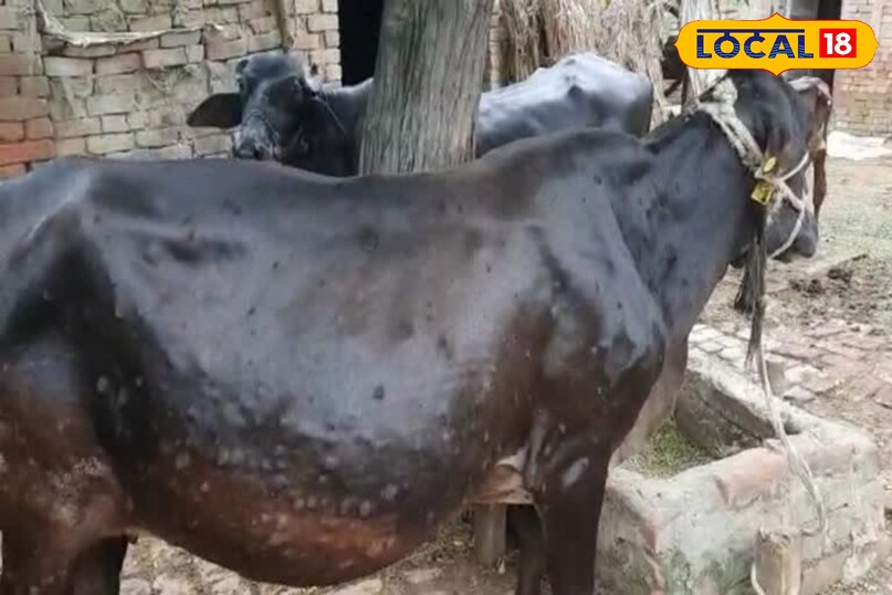 लम्पी वायरस, लम्पी वायरस स्किन डिजीज, लम्पी वायरस के लक्षण, लम्पी वायरस का टीकाकरण, लम्पी वायरस का इलाज लम्पी वायरस, लम्पी वायरस स्किन डिजीज, लम्पी वायरस के लक्षण, लम्पी वायरस का टीकाकरण, लम्पी वायरस का इलाज