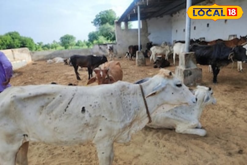 लम्पी वायरस, लम्पी वायरस स्किन डिजीज, लम्पी वायरस के लक्षण, लम्पी वायरस का टीकाकरण, लम्पी वायरस का इलाज लम्पी वायरस, लम्पी वायरस स्किन डिजीज, लम्पी वायरस के लक्षण, लम्पी वायरस का टीकाकरण, लम्पी वायरस का इलाज