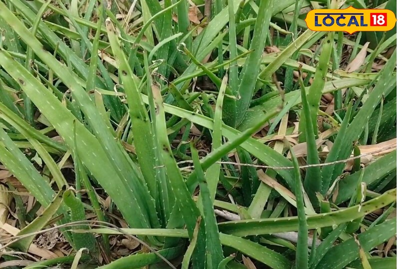 मेरठ, आयुर्वेद, घर, पौधे, बालकनी, किचन गार्डन, उपयोग, बीमारियां, समाधान, लोकल 18,Meerut, Ayurveda, Home, Plants, Balcony, Kitchen Garden, Uses, Diseases, Solutions, Local 18