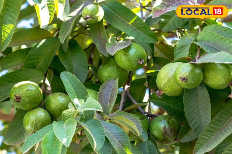 मेरठ, आयुर्वेद, घर, पौधे, बालकनी, किचन गार्डन, उपयोग, बीमारियां, समाधान, लोकल 18,Meerut, Ayurveda, Home, Plants, Balcony, Kitchen Garden, Uses, Diseases, Solutions, Local 18