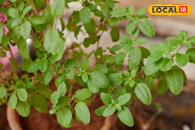 मेरठ, आयुर्वेद, घर, पौधे, बालकनी, किचन गार्डन, उपयोग, बीमारियां, समाधान, लोकल 18,Meerut, Ayurveda, Home, Plants, Balcony, Kitchen Garden, Uses, Diseases, Solutions, Local 18
