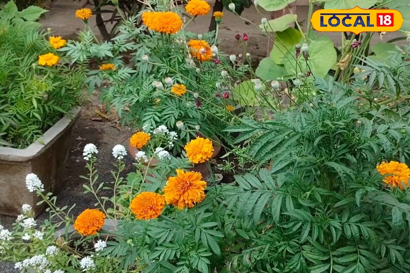 मेरठ, आयुर्वेद, घर, पौधे, बालकनी, किचन गार्डन, उपयोग, बीमारियां, समाधान, लोकल 18,Meerut, Ayurveda, Home, Plants, Balcony, Kitchen Garden, Uses, Diseases, Solutions, Local 18