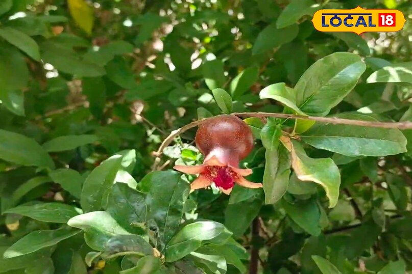 मेरठ, आयुर्वेद, घर, पौधे, बालकनी, किचन गार्डन, उपयोग, बीमारियां, समाधान, लोकल 18,Meerut, Ayurveda, Home, Plants, Balcony, Kitchen Garden, Uses, Diseases, Solutions, Local 18