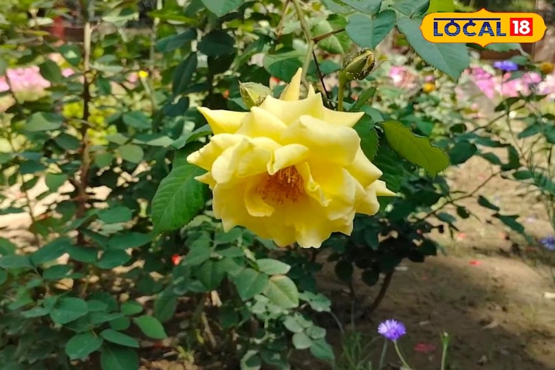 मेरठ, आयुर्वेद, घर, पौधे, बालकनी, किचन गार्डन, उपयोग, बीमारियां, समाधान, लोकल 18,Meerut, Ayurveda, Home, Plants, Balcony, Kitchen Garden, Uses, Diseases, Solutions, Local 18