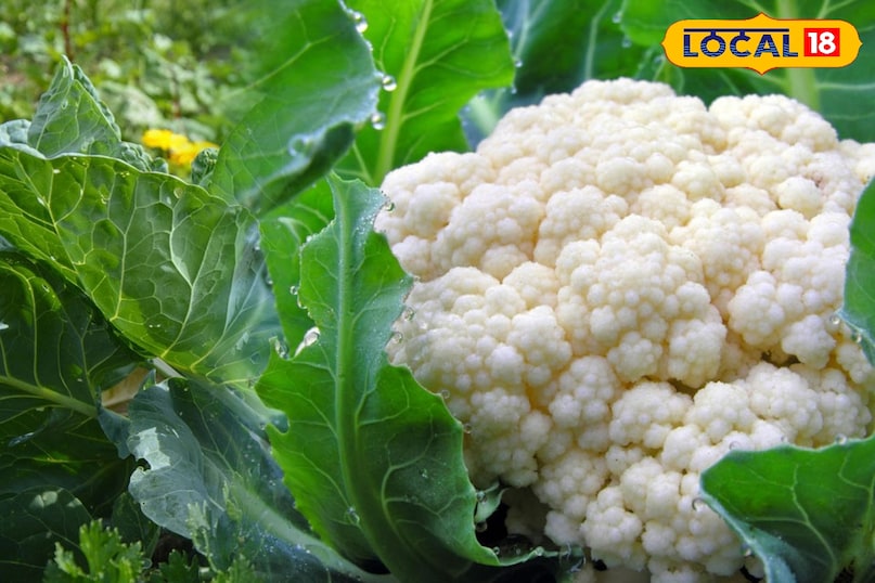 फूल गोभी बनाते समय रखे ध्यान फूल गोभी बनाते समय रखे ध्यान