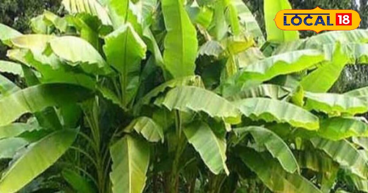पैसों की तंगी से हैं परेशान? केला पेड़ का ये उपाय बदलेगा किस्मत, नहीं होगी कमी
