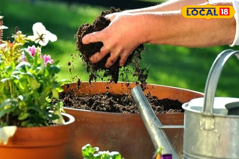 किचन वेस्ट से बनाएं ऑर्गेनिक खाद, गार्डन होगा और भी हरा-भरा...