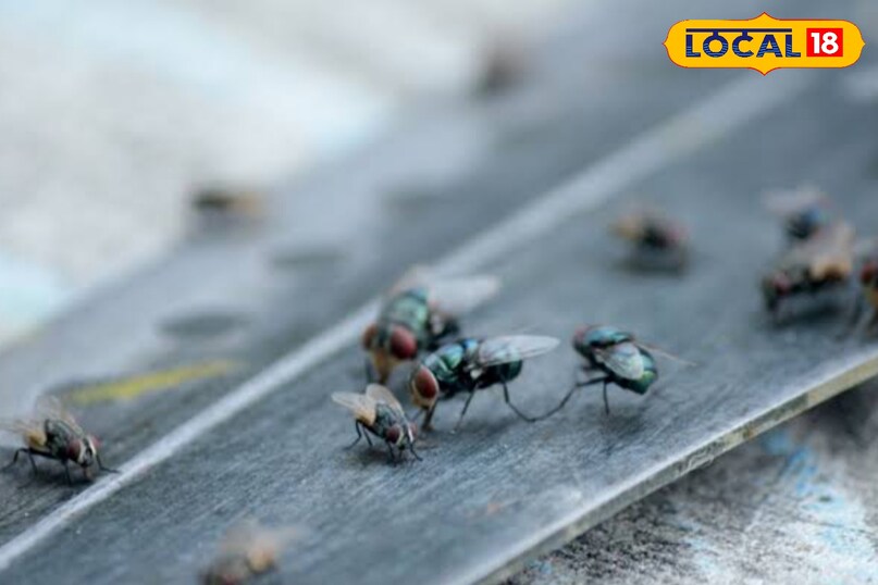 मक्खी मक्खी