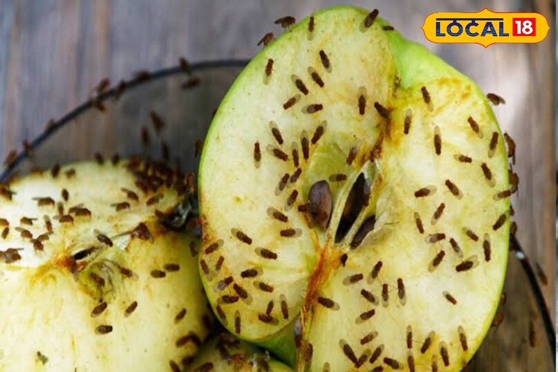 मक्खी मक्खी