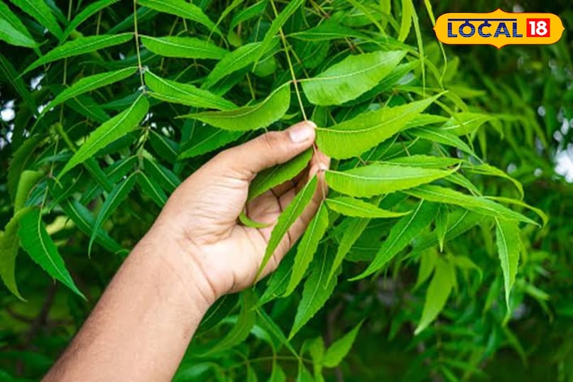 These 4 big problems will be overcome by eating stale mouth neem leaves, know benefits These 4 big problems will be overcome by eating stale mouth neem leaves, know benefits