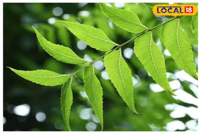 These 4 big problems will be overcome by eating stale mouth neem leaves, know benefits These 4 big problems will be overcome by eating stale mouth neem leaves, know benefits