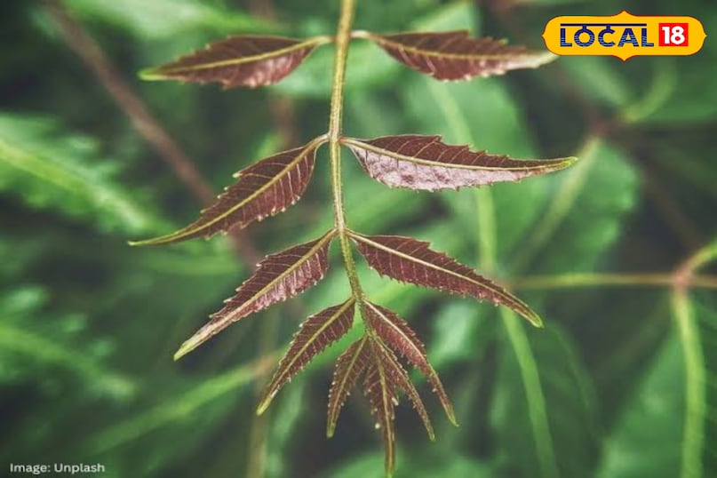 These 4 big problems will be overcome by eating stale mouth neem leaves, know benefits These 4 big problems will be overcome by eating stale mouth neem leaves, know benefits