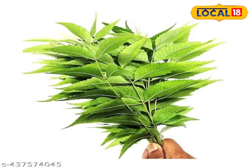 These 4 big problems will be overcome by eating stale mouth neem leaves, know benefits These 4 big problems will be overcome by eating stale mouth neem leaves, know benefits