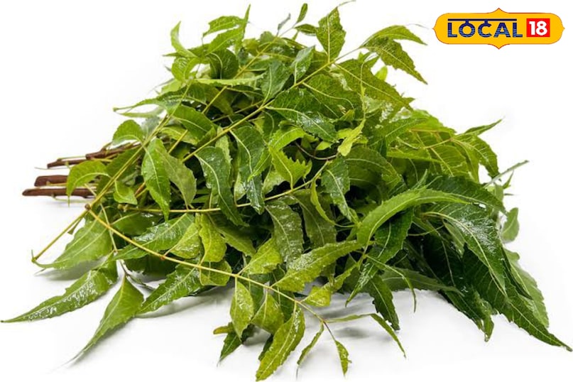 These 4 big problems will be overcome by eating stale mouth neem leaves, know benefits These 4 big problems will be overcome by eating stale mouth neem leaves, know benefits