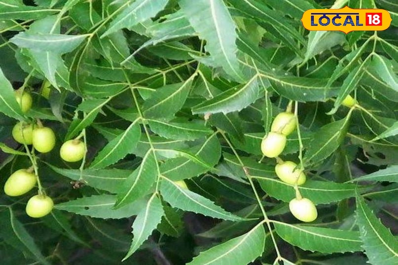 These 4 big problems will be overcome by eating stale mouth neem leaves, know benefits These 4 big problems will be overcome by eating stale mouth neem leaves, know benefits