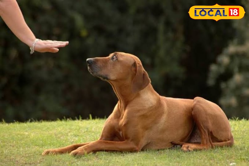 Spend time with lovely friends at Dog Park. This Dog Park located near Jalvihar is an ideal place for pet lovers. There is a particularly pleasant atmosphere here on Sunday. Spend time with lovely friends at Dog Park. This Dog Park located near Jalvihar is an ideal place for pet lovers. There is a particularly pleasant atmosphere here on Sunday.