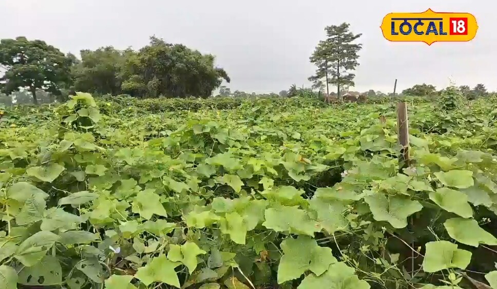 झींगली की खेती ने किसान को किया मालामाल,एक सीजन में लाखों की कमाई 