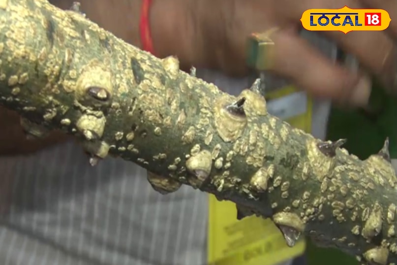 तिमूर की टहनी के फायदे 