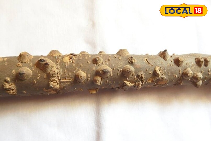 One gets blessings of happiness and prosperity from Timur. 