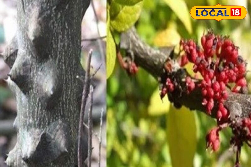 Timur is famous as a medicinal plant