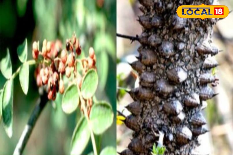 Importance of Timur from religious and spiritual point of view 