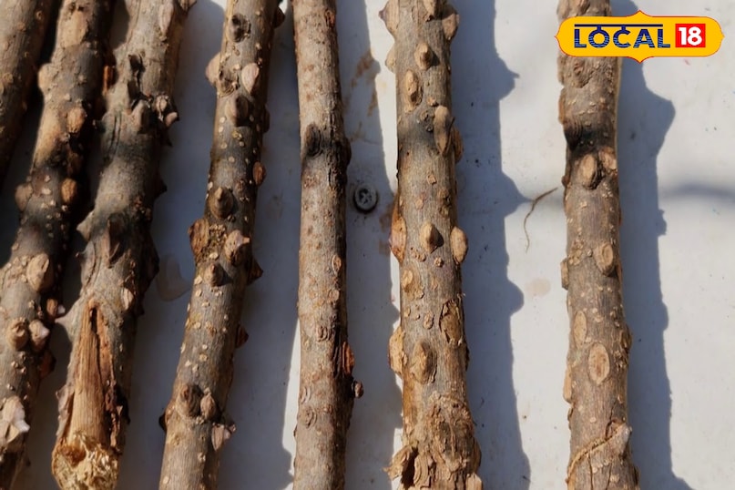 Timur is a natural remedy in modern times 