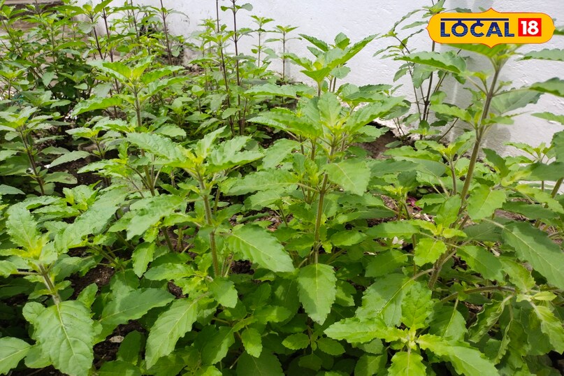 चाय पत्ती हरा भरा रखेगी पौधों को