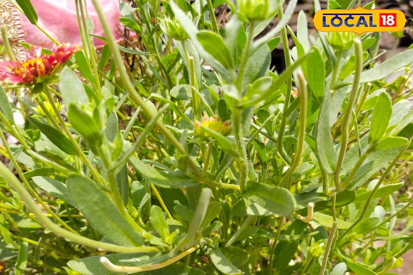 चाय पत्ती का इस्तेमाल करें