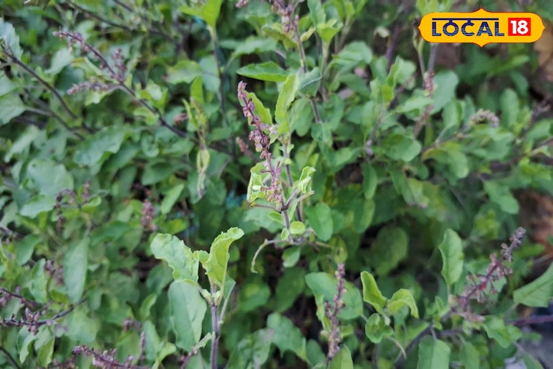Best Trics of Tulsi