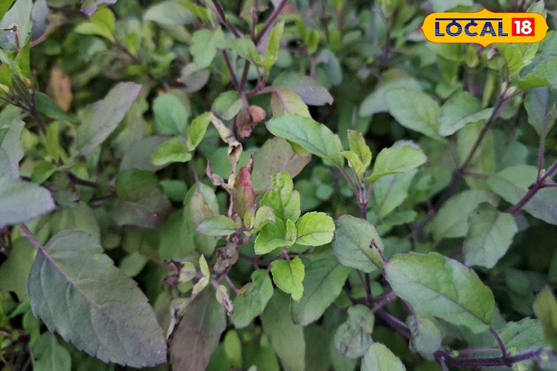 tulsi tips