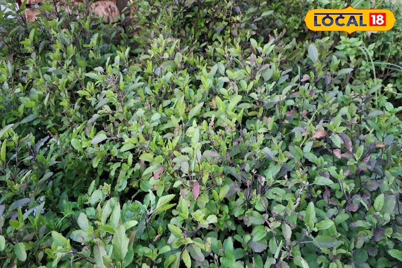 tulsi chay 