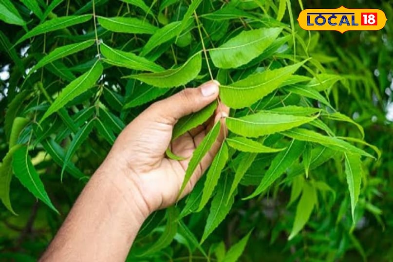 Neem Neem