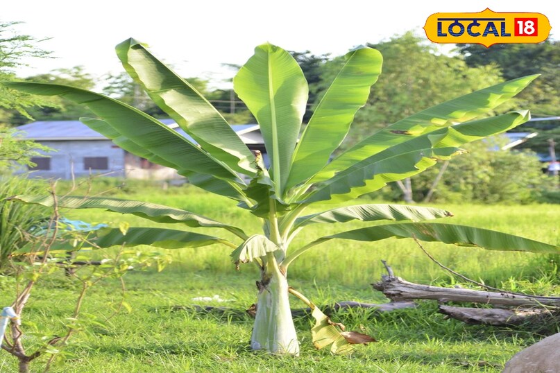  केले के पौधे को घर के पीछे लगाना शुभ माना जाता है. 