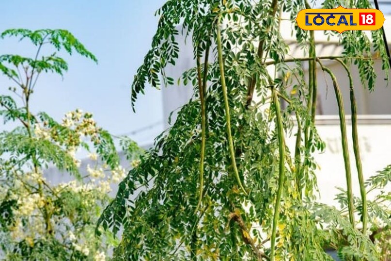 औषधीय गुण 