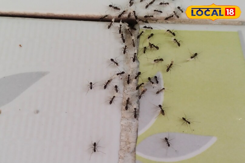 चीटियों को होता है बारिश का आभास
