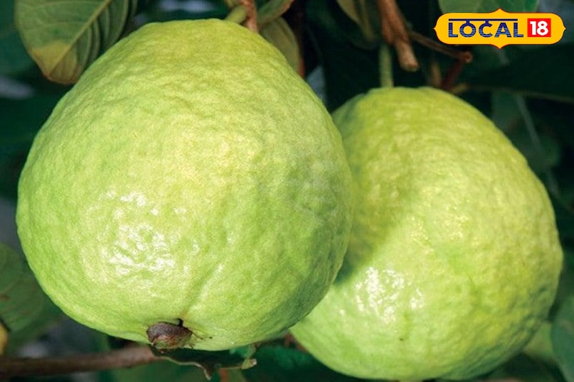 मसालों का मेल मसालों का मेल