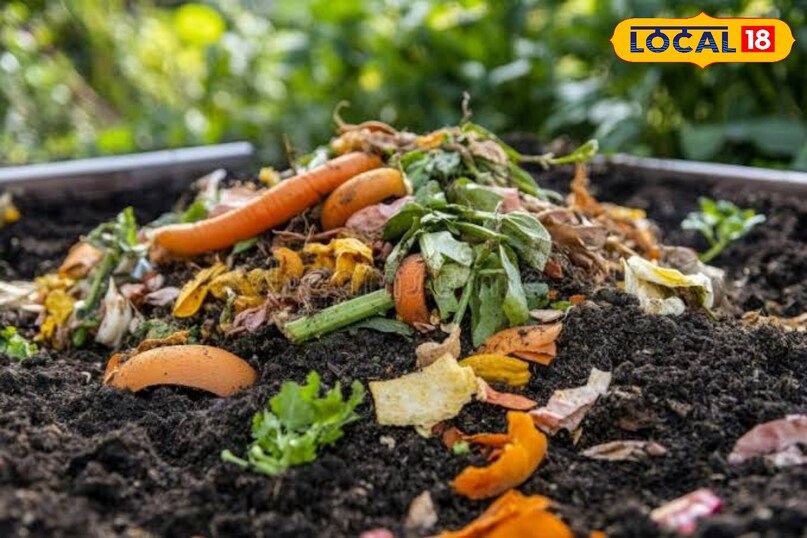 इसे धोकर सुखाना चाहिए और फिर इसका पाउण्डर बनाकर इस्तेमाल करना चाहिए