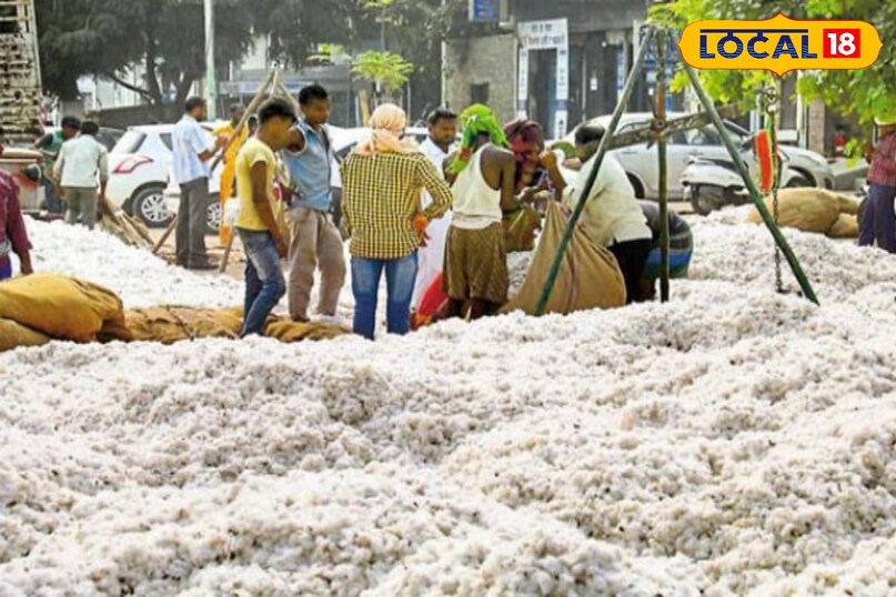 Khargone Cotton Market, Cotton Farmer App, Cotton MSP 2025, Cotton Slot Booking online, Cotton Registration Online, White Gold Cotton, local18, khargone letest news, Madhya Pradesh hindi news 