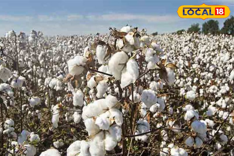Khargone Cotton Market, Cotton Farmer App, Cotton MSP 2025, Cotton Slot Booking online, Cotton Registration Online, White Gold Cotton, local18, khargone letest news, Madhya Pradesh hindi news 