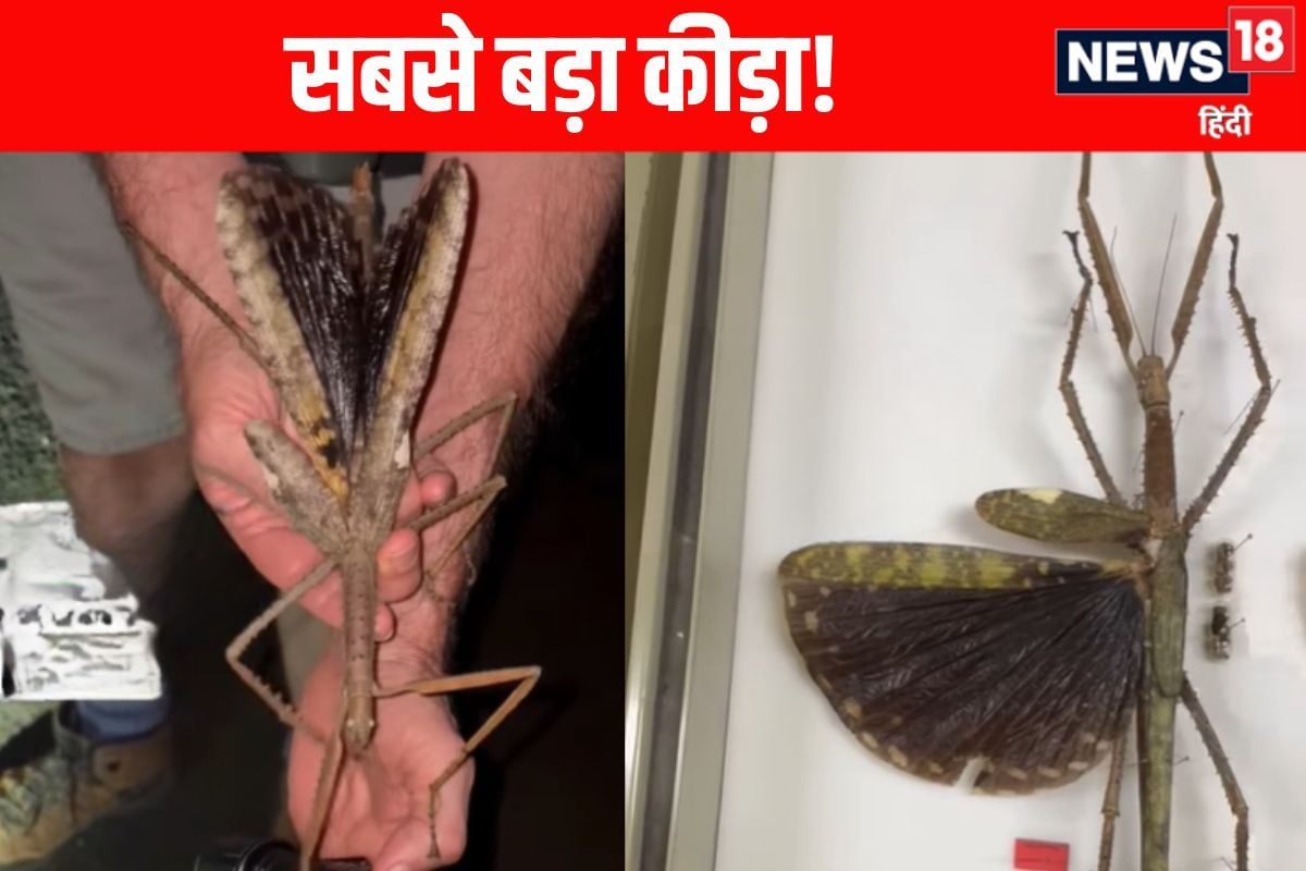 40 सेंमी लंबे अजीब कीड़े ने किया हैरान, गोल्फ बॉल से भी भारी जीव को ढंढूना है