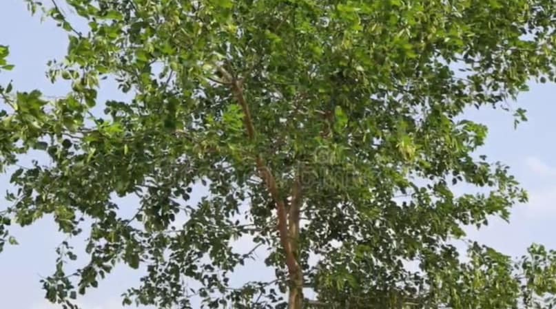 Sheesham Tree Farming, Rosewood Tree Price, Rosewood Tree Business Idea, Rose tree cultivation, 10 years later after the price of rosewood tree, Sheesham Tree Farming, Rosewood Tree Price, Rosewood Tree Business Idea, Rose tree cultivation, 10 years later after the price of rosewood tree,
