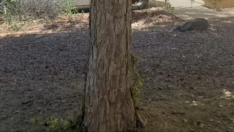 Sheesham Tree Farming, Rosewood Tree Price, Rosewood Tree Business Idea, Rose tree cultivation, 10 years later after the price of rosewood tree, Sheesham Tree Farming, Rosewood Tree Price, Rosewood Tree Business Idea, Rose tree cultivation, 10 years later after the price of rosewood tree,
