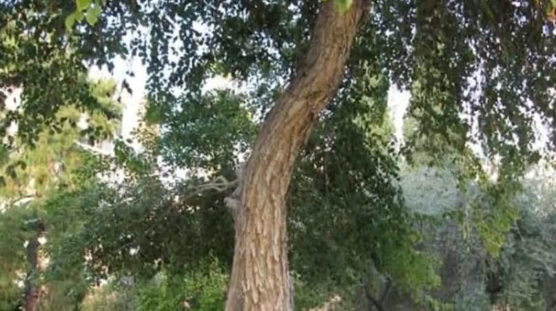 Sheesham Tree Farming, Rosewood Tree Price, Rosewood Tree Business Idea, Rose tree cultivation, 10 years later after the price of rosewood tree, Sheesham Tree Farming, Rosewood Tree Price, Rosewood Tree Business Idea, Rose tree cultivation, 10 years later after the price of rosewood tree,