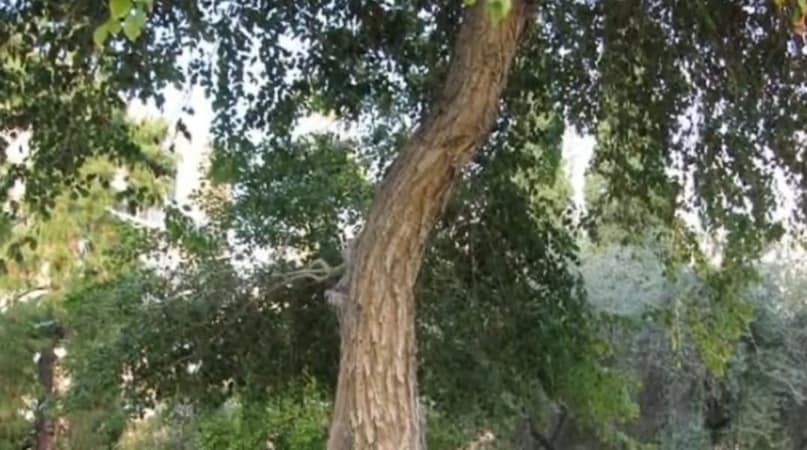 Sheesham Tree Farming, Rosewood Tree Price, Rosewood Tree Business Idea, Rose tree cultivation, 10 years later after the price of rosewood tree, Sheesham Tree Farming, Rosewood Tree Price, Rosewood Tree Business Idea, Rose tree cultivation, 10 years later after the price of rosewood tree,