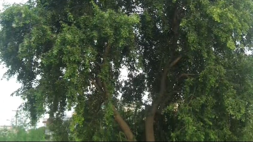 Sheesham Tree Farming, Rosewood Tree Price, Rosewood Tree Business Idea, Rose tree cultivation, 10 years later after the price of rosewood tree, Sheesham Tree Farming, Rosewood Tree Price, Rosewood Tree Business Idea, Rose tree cultivation, 10 years later after the price of rosewood tree,
