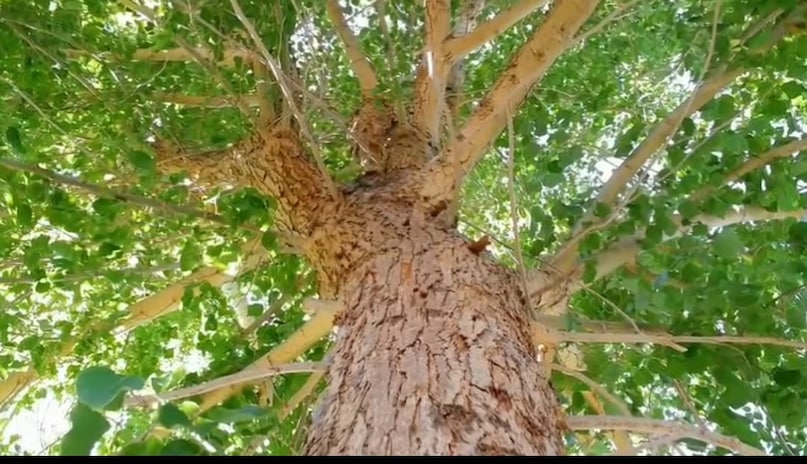 Sheesham Tree Farming, Rosewood Tree Price, Rosewood Tree Business Idea, Rose tree cultivation, 10 years later after the price of rosewood tree, Sheesham Tree Farming, Rosewood Tree Price, Rosewood Tree Business Idea, Rose tree cultivation, 10 years later after the price of rosewood tree,